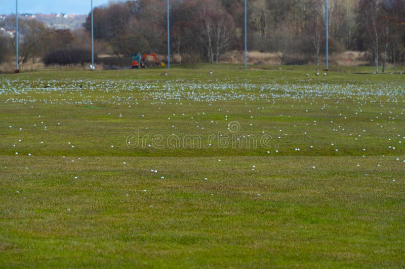 Hundreds of Golf Balls at a Golf Driving Range.. Stock Image Image of