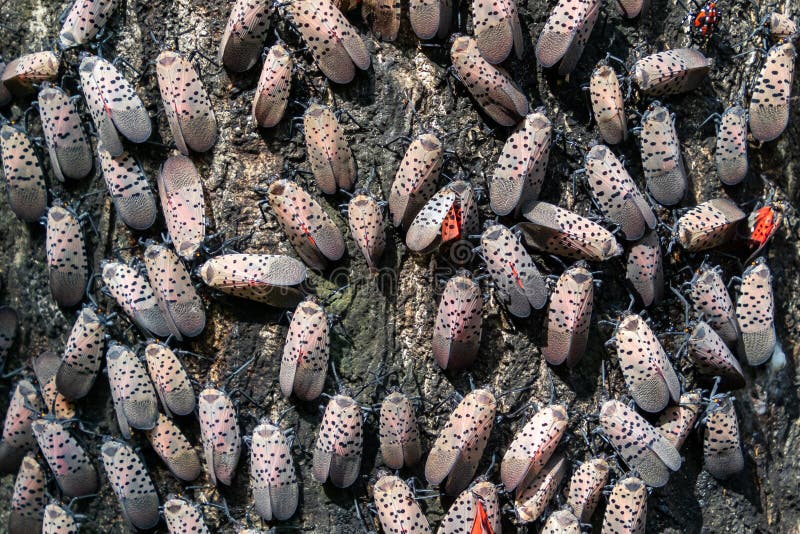 Hundreds of invasive spotted lanternflies Lycorma delicatula covering the trunk of their host tree, the tree of heaven Ailanthu