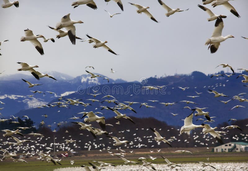 Hundreds of Snow Geese Flying Against Mountain