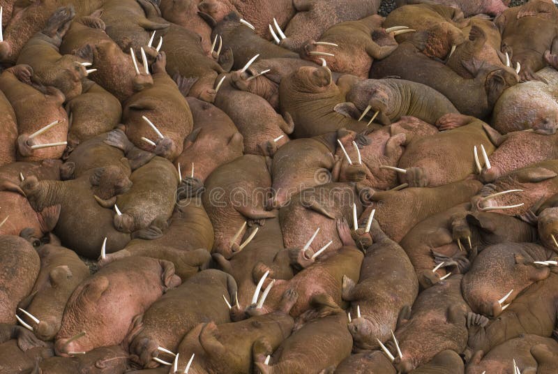 Hundreds of walruses on the beach at Round Island stock photos