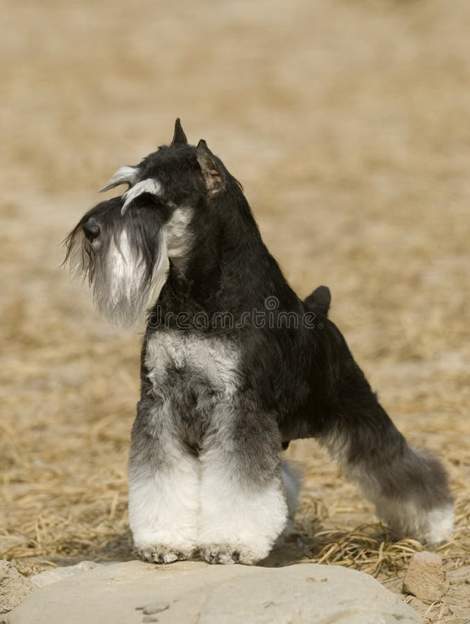 hundschnauzer arkivbild hundschnauzer arkivbild