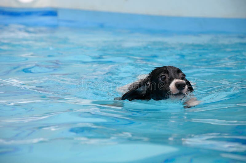 Hundsimning royaltyfri foto Hundsimning royaltyfri foto