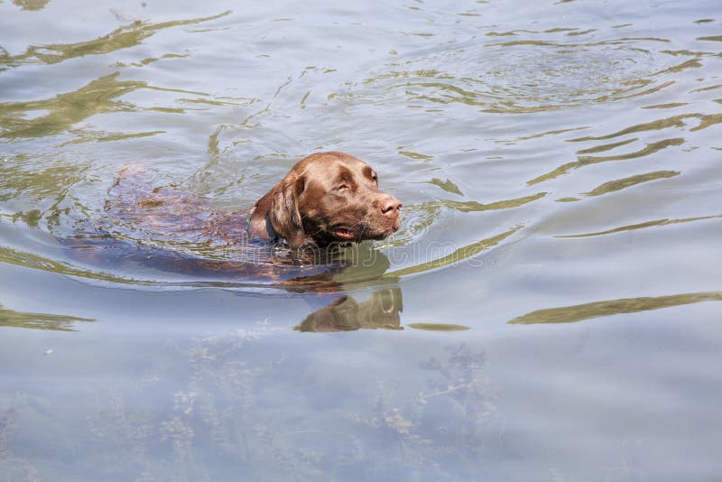 Hundsimning i en flod eller en sjö arkivfoton Hundsimning i en flod eller en sjö arkivfoton