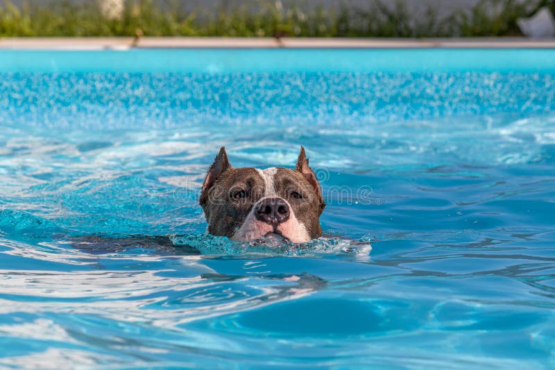 Hundsimning i poolen royaltyfri foto Hundsimning i poolen royaltyfri foto
