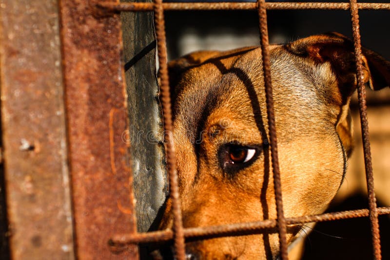 Hundskydd - hopp - djurliv arkivbilder Hundskydd - hopp - djurliv arkivbilder