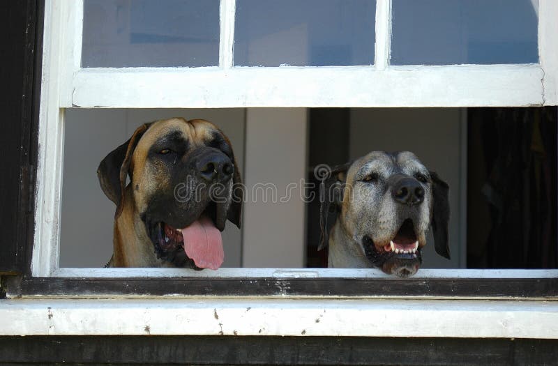 Two faces of Great Dane guard dogs looking out of a window of a farm house to watch what is going on outside. Two faces of Great Dane guard dogs looking out of a window of a farm house to watch what is going on outside