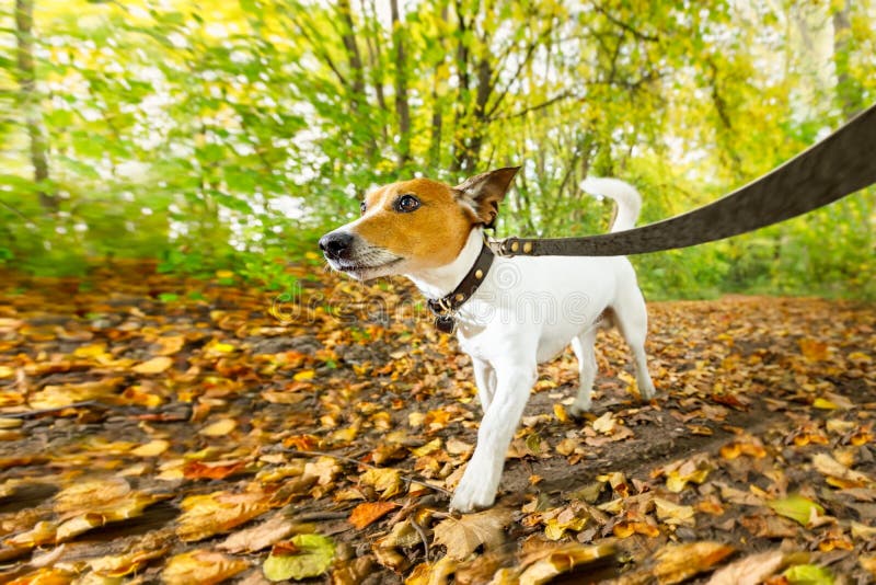 Hundspring eller gå i höst arkivfoto Hundspring eller gå i höst arkivfoto