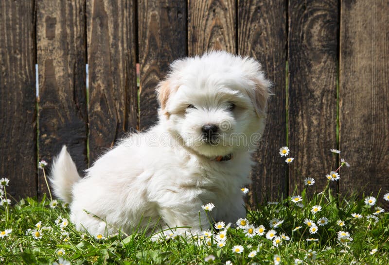 Hundstående: Gulligt behandla som ett barn hunden - valpbomull de Tulear royaltyfri foto