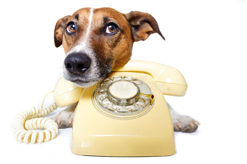 hundtelefon genom att använda yellow royaltyfri bild hundtelefon genom att använda yellow royaltyfri bild