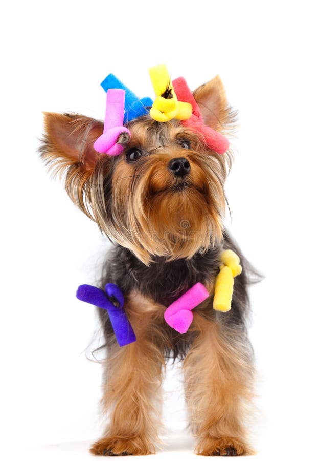 hundterrier yorkshire royaltyfri foto hundterrier yorkshire royaltyfri foto