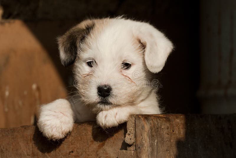 Hundvalp arkivfoto