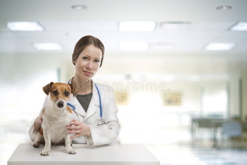 Hundveterinärklinik royaltyfria foton Hundveterinärklinik royaltyfria foton