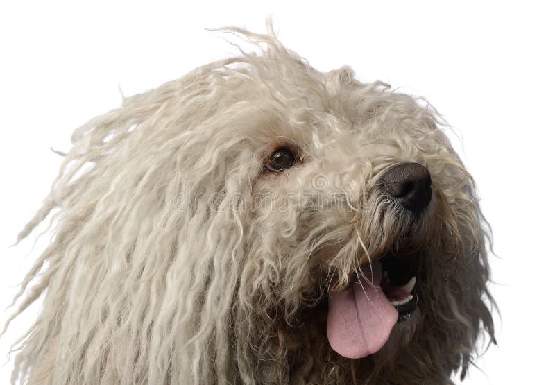 Hungarian dog Puli is looking left in the studio. Puli stock images, royalty-free photos and pictures