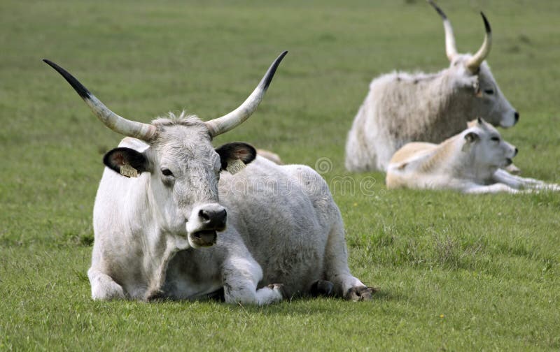 Hungarian Grey Cattle