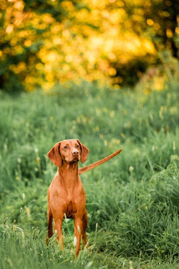 Cool Hungarian pointing dog, vizsla stay on grass. field on background