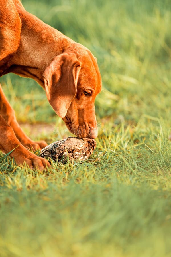 Dog Sliding Down Slide Vizsla Stock Photo 1046126719