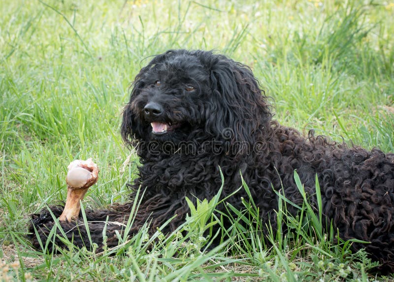 Hungarian black Puli eating bone. Puli stock images, royalty-free photos and pictures