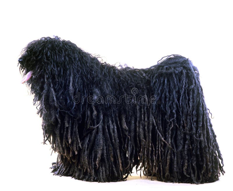 Hungarian Puli Dog on white background. Puli stock images, royalty-free photos and pictures