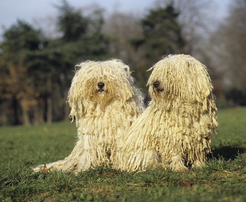 Hungarian Puli Dog, Adults sitting on Grass. Puli stock images, royalty-free photos and pictures