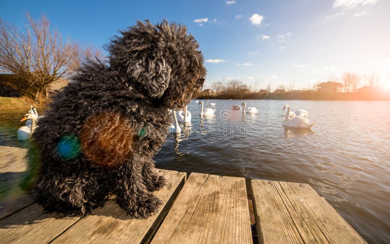 Hungarian Puli dog on the dock. Puli stock images, royalty-free photos and pictures