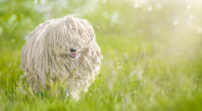 Hungarian puli dog on green grass. Puli stock images, royalty-free photos and pictures