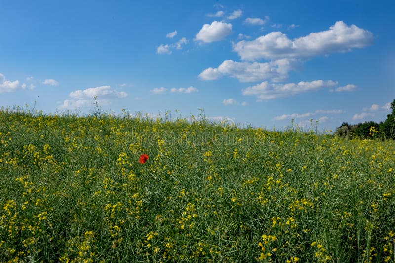 Hungarian scene in the spring royalty free stock photos Hungarian scene in the spring royalty free stock photos