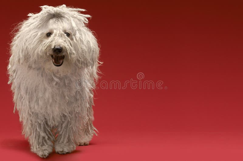 Full length of Hungarian sheepdog on red background. Puli stock images, royalty-free photos and pictures