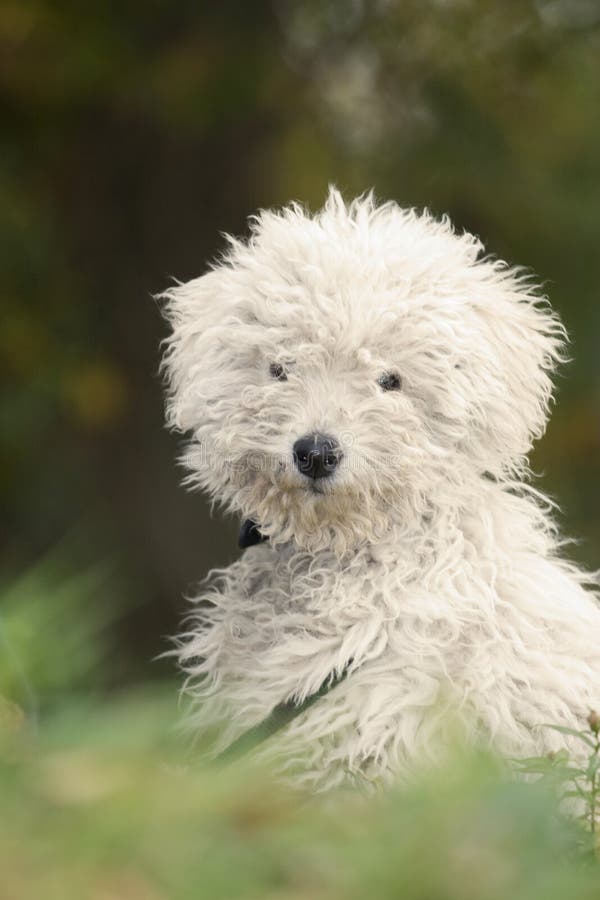 Puli (hungarian shepherd dog) puppy portrait. Puli stock images, royalty-free photos and pictures