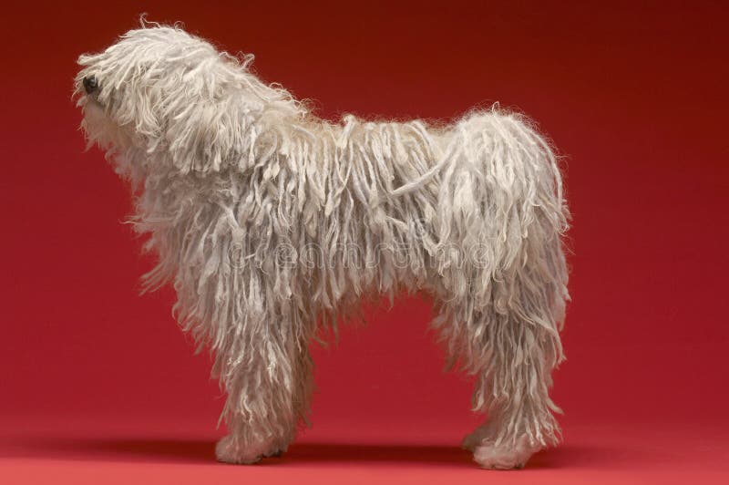Full length side view of Hungarian shepherd dog on red background. Puli stock images, royalty-free photos and pictures