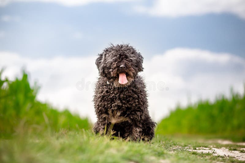 Hungarian shepherd Puli outdoor portrait. Puli stock images, royalty-free photos and pictures