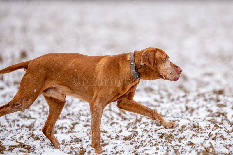 Dog Sliding Down Slide Vizsla Stock Photo 1046126719