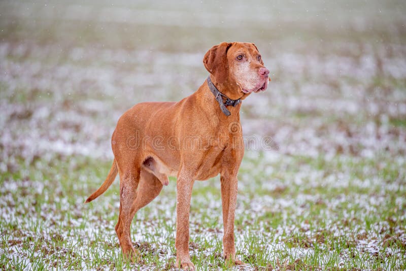 Hungarian shorthaired Vizsla pointing dog in the snowfall