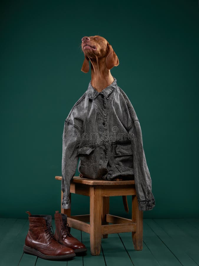 Hungarian Vizsla Jacket Hungarian Vizsla Jacket