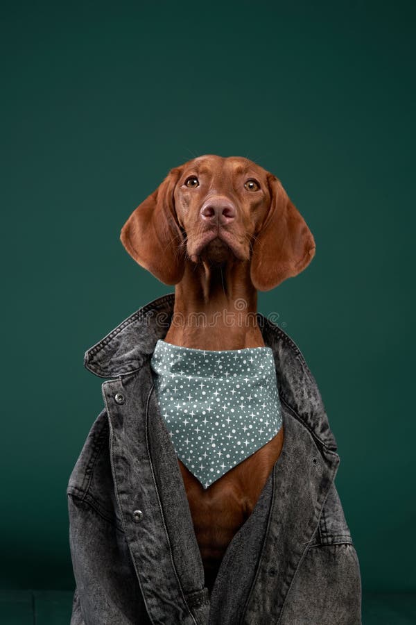 Hungarian Vizsla Jacket Hungarian Vizsla Jacket