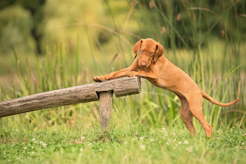 Hungarian Vizsla Dog Training Stock Image - Image of ...