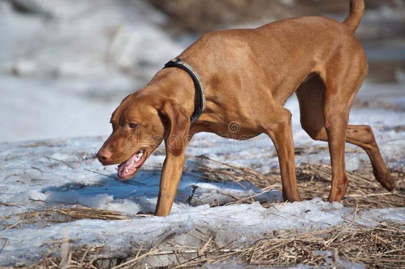 Hungarian Vizsla Dog in Winter Stock Photo Image of pets, hungarian