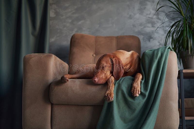 A Hungarian Vizsla lounges on a couch, partially draped by a green blanket