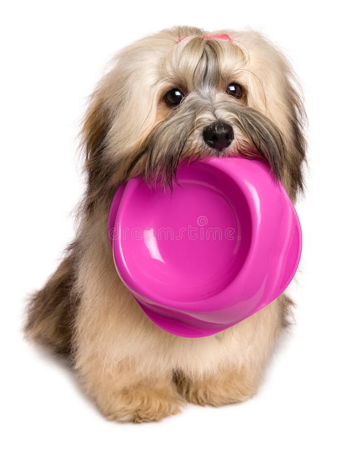 Hungrig Bichon Havanese valpuppehälle en matskål i hennes mun royaltyfri bild Hungrig Bichon Havanese valpuppehälle en matskål i hennes mun royaltyfri bild