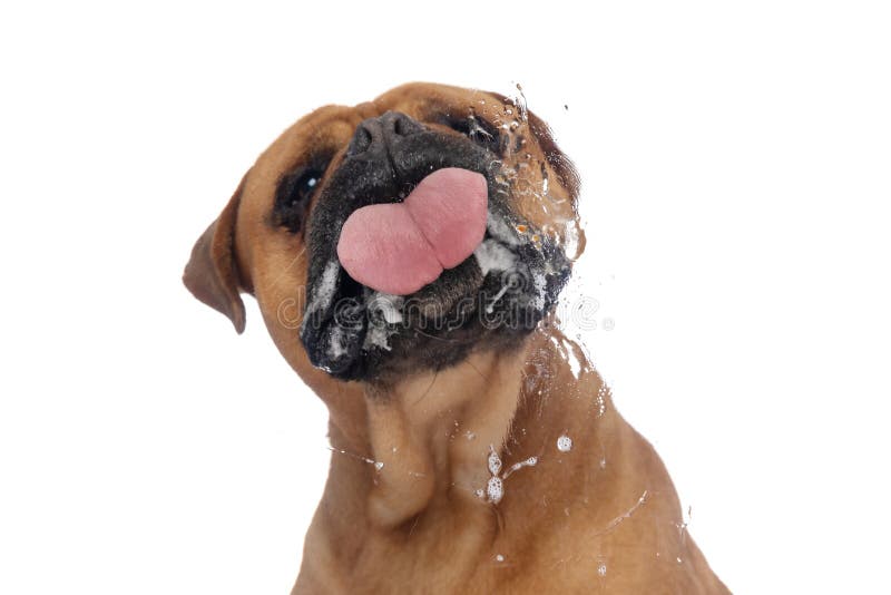 Hungry brown bullmastiff dog sticking out tongue and licking plexiglass while sitting isolated on white background in studio. Hungry brown bullmastiff dog sticking out tongue and licking plexiglass while sitting isolated on white background in studio