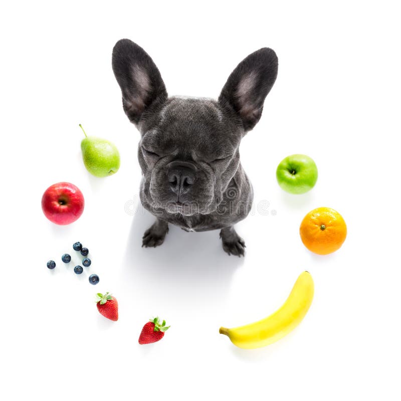 Hungrig Hund Med Sund Frukt F?r Strikt Vegetarian Fotografering för