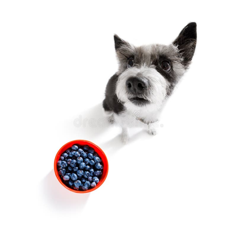 Hungrig Hund Med Sund Frukt F?r Strikt Vegetarian Fotografering för