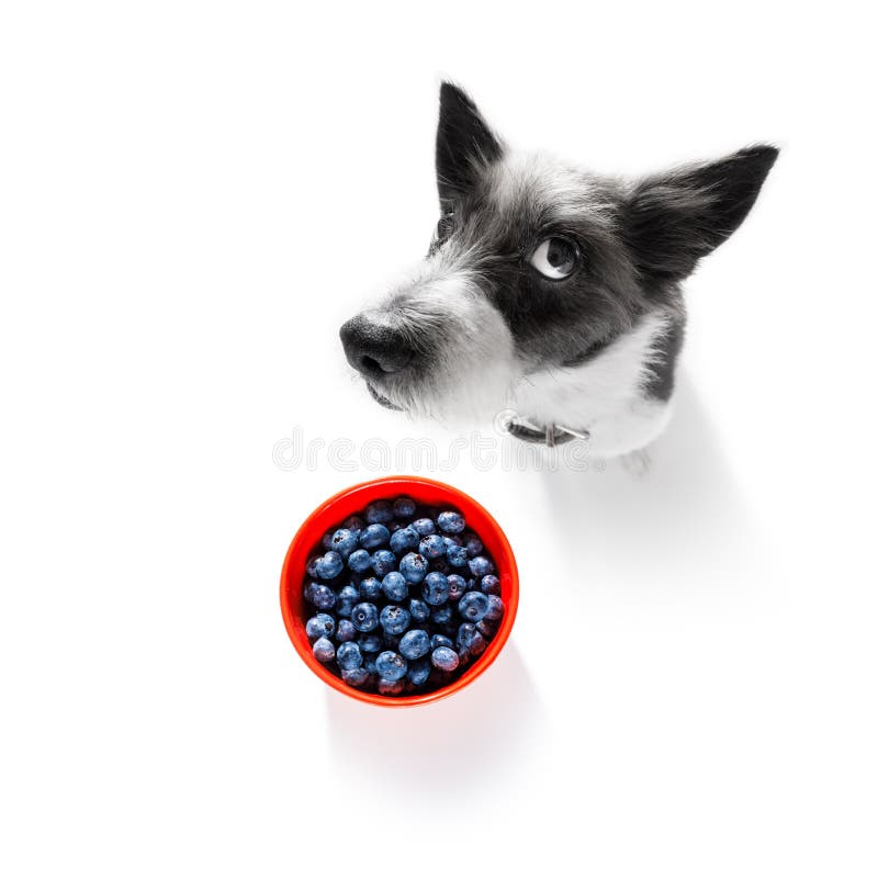 Hungrig Hund Med Sund Frukt F?r Strikt Vegetarian Fotografering för