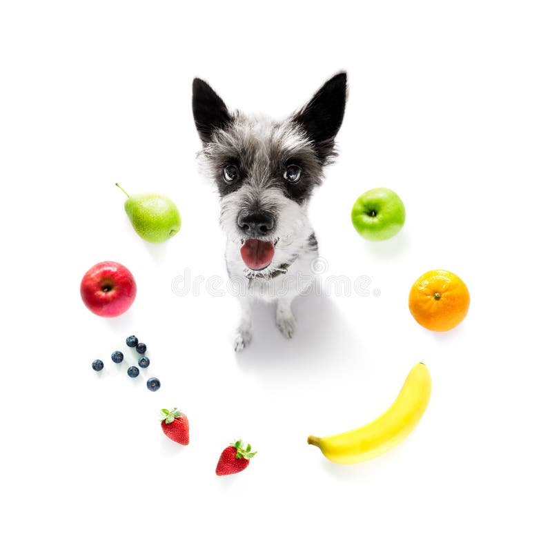 Hungrig Hund Med Sund Frukt F?r Strikt Vegetarian Fotografering för