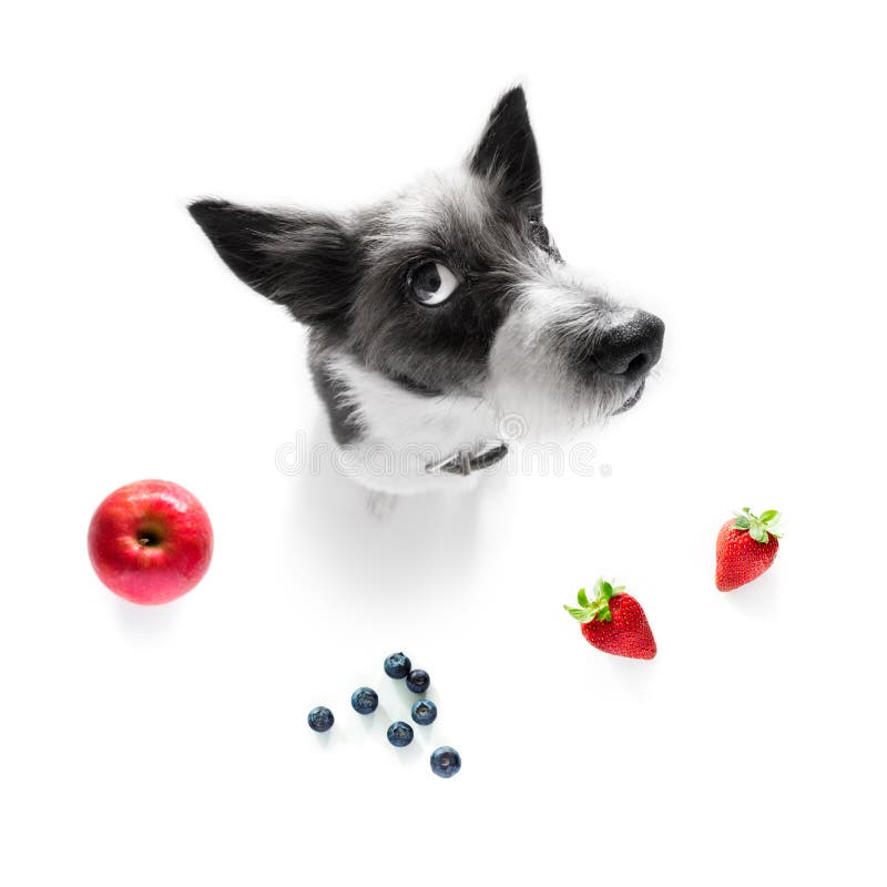 Hungrig Hund Med Sund Frukt F?r Strikt Vegetarian Fotografering för