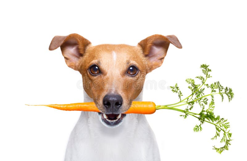 Hungrig Hund Med Sund Frukt F?r Strikt Vegetarian Arkivfoto Bild av