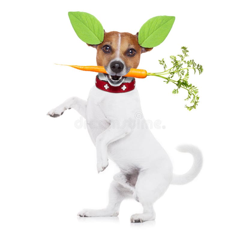 Hungrig Hund Med Sund Frukt F?r Strikt Vegetarian Arkivfoto Bild av