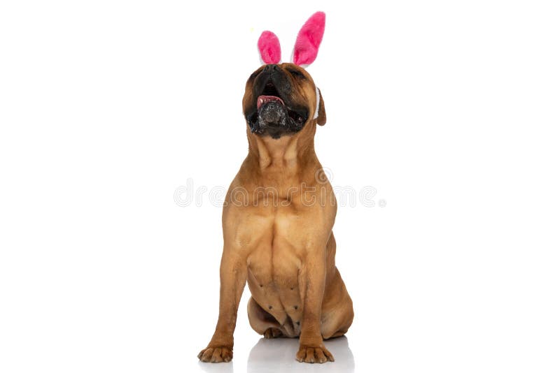 Hungry beautiful bullmastiff dog with bunny headband looking up, panting and drooling on white background in studio. Hungry beautiful bullmastiff dog with bunny headband looking up, panting and drooling on white background in studio