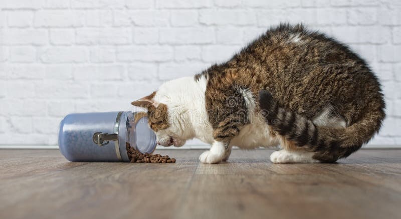 Hungry, old tabby cat eat dry food from an open food container. Hungry, old tabby cat eat dry food from an open food container