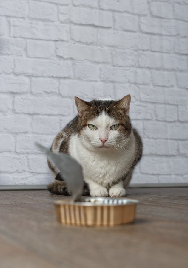 Grumpy tabby cat stare hungry at an emty food dish. Grumpy tabby cat stare hungry at an emty food dish