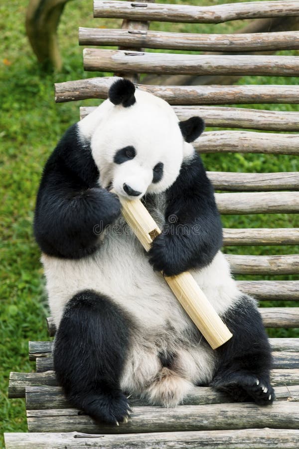 Panda Der Bambus 2 Isst Stockbild Bild Von Schwarzes 22387645